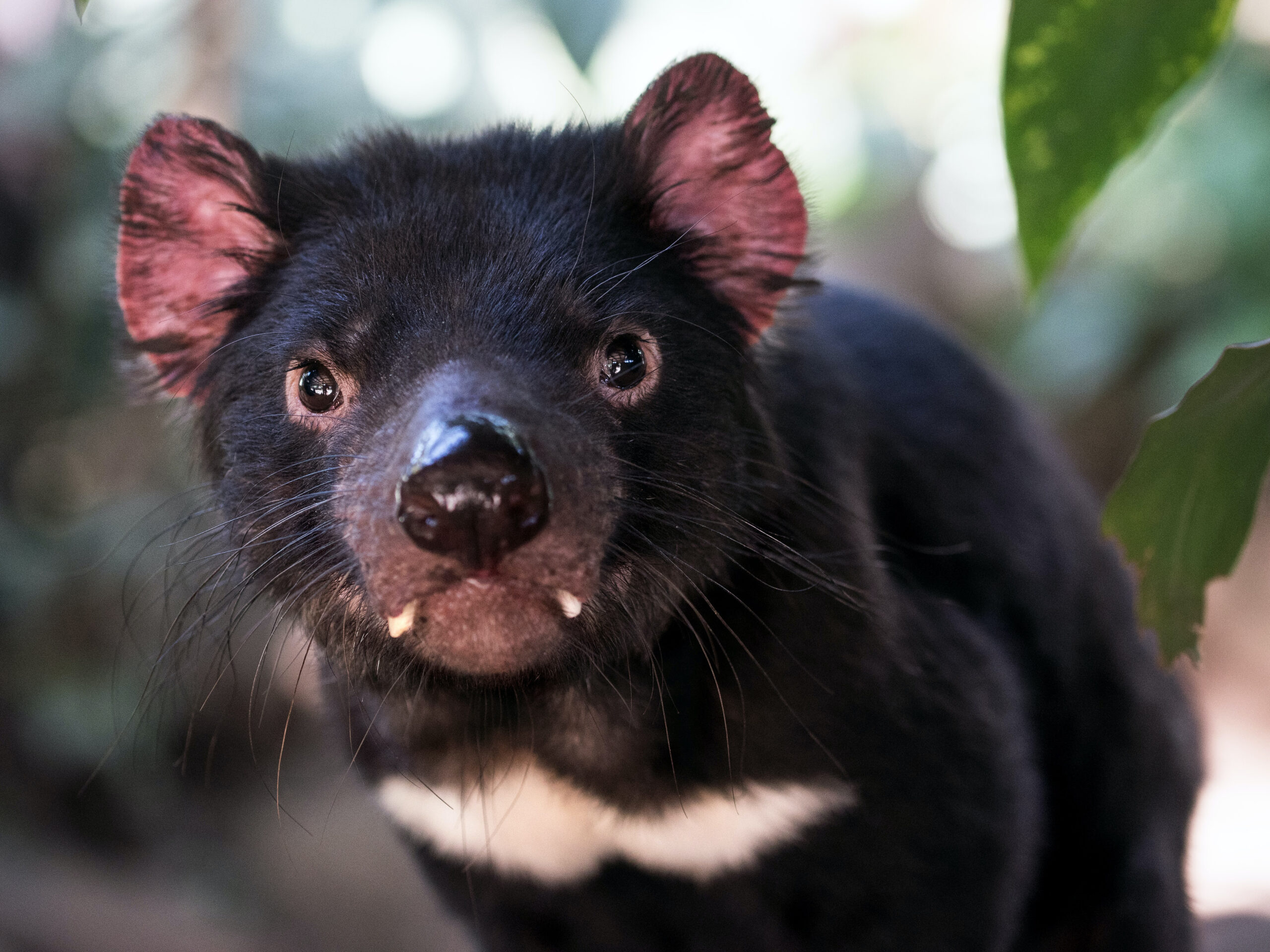 Things to do in Hobart