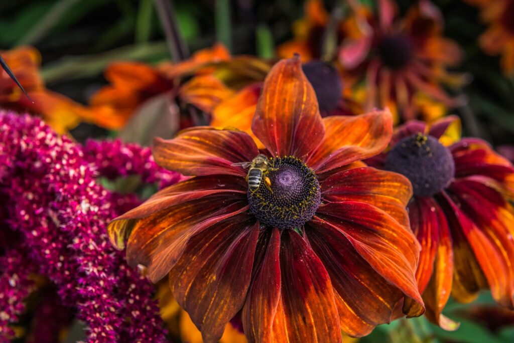A wasp explores a red flower in Butchart Gardens