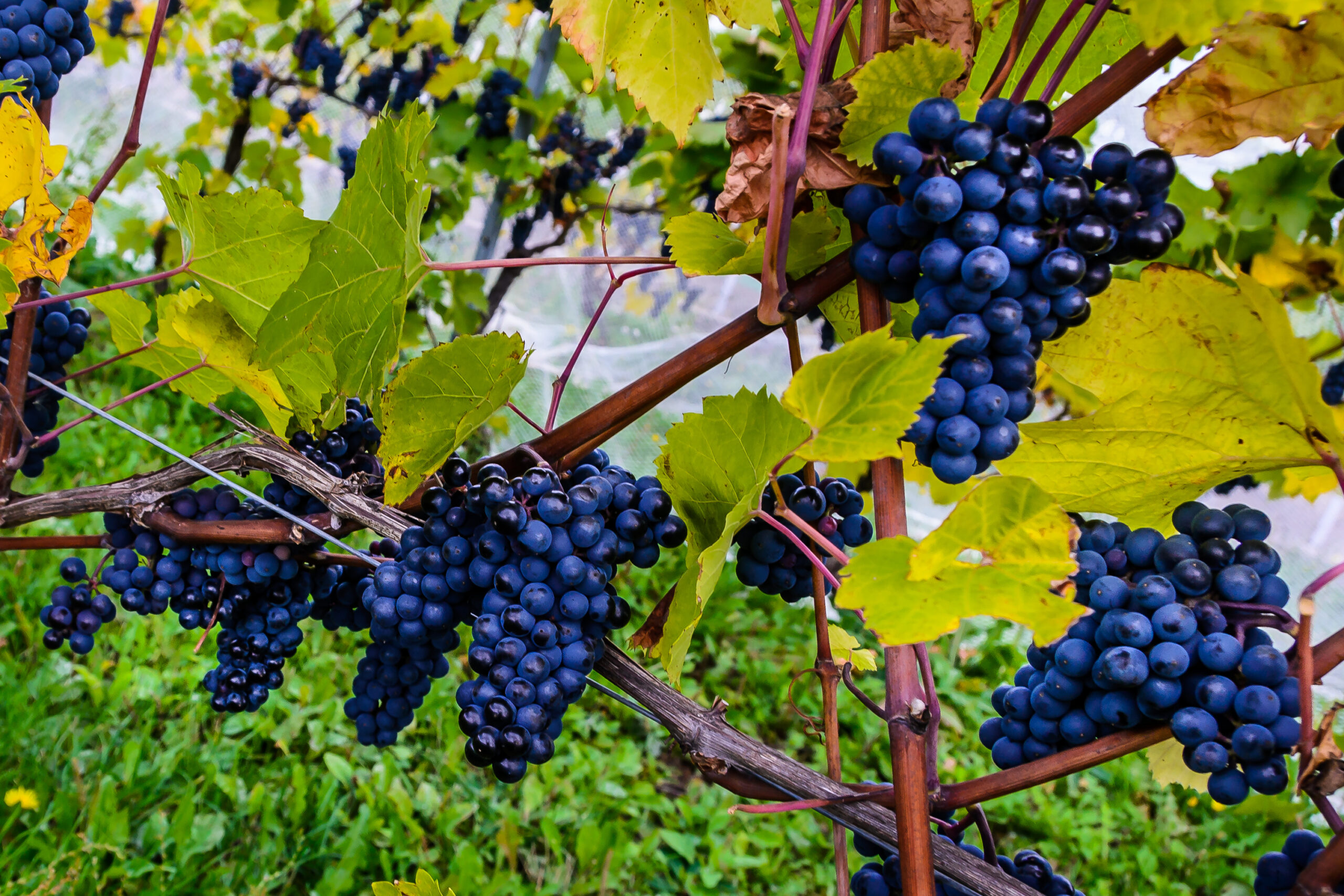 Things to do in Halifax